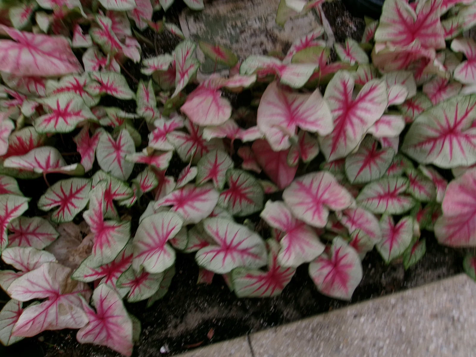 FL Plants